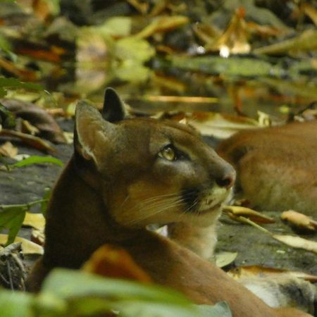 Corcovado Wilderness Lodge By Scp San Pedrillo Kültér fotó
