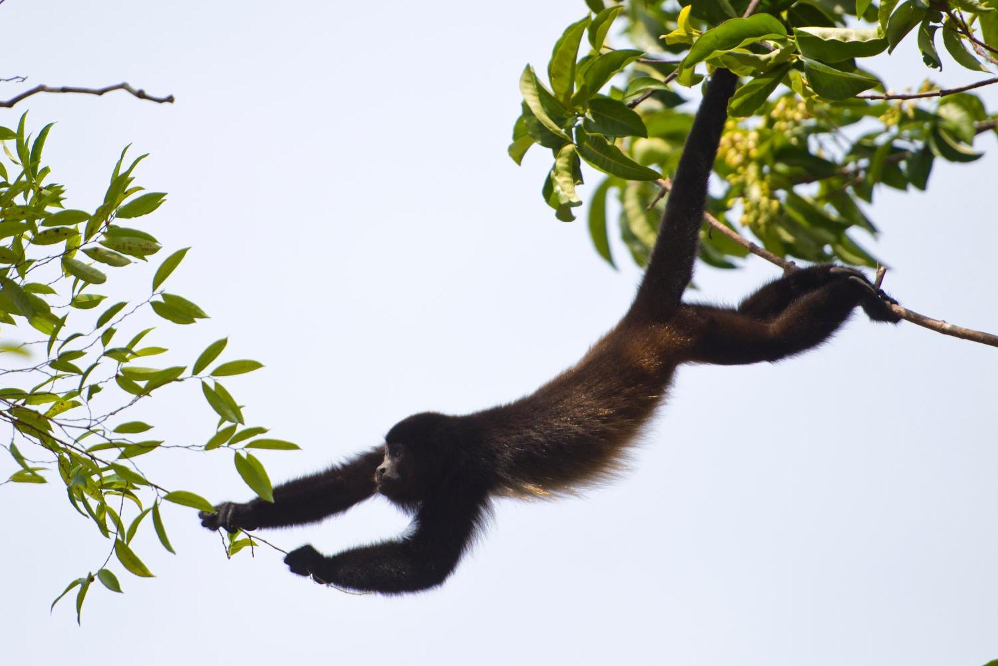 Corcovado Wilderness Lodge By Scp San Pedrillo Kültér fotó