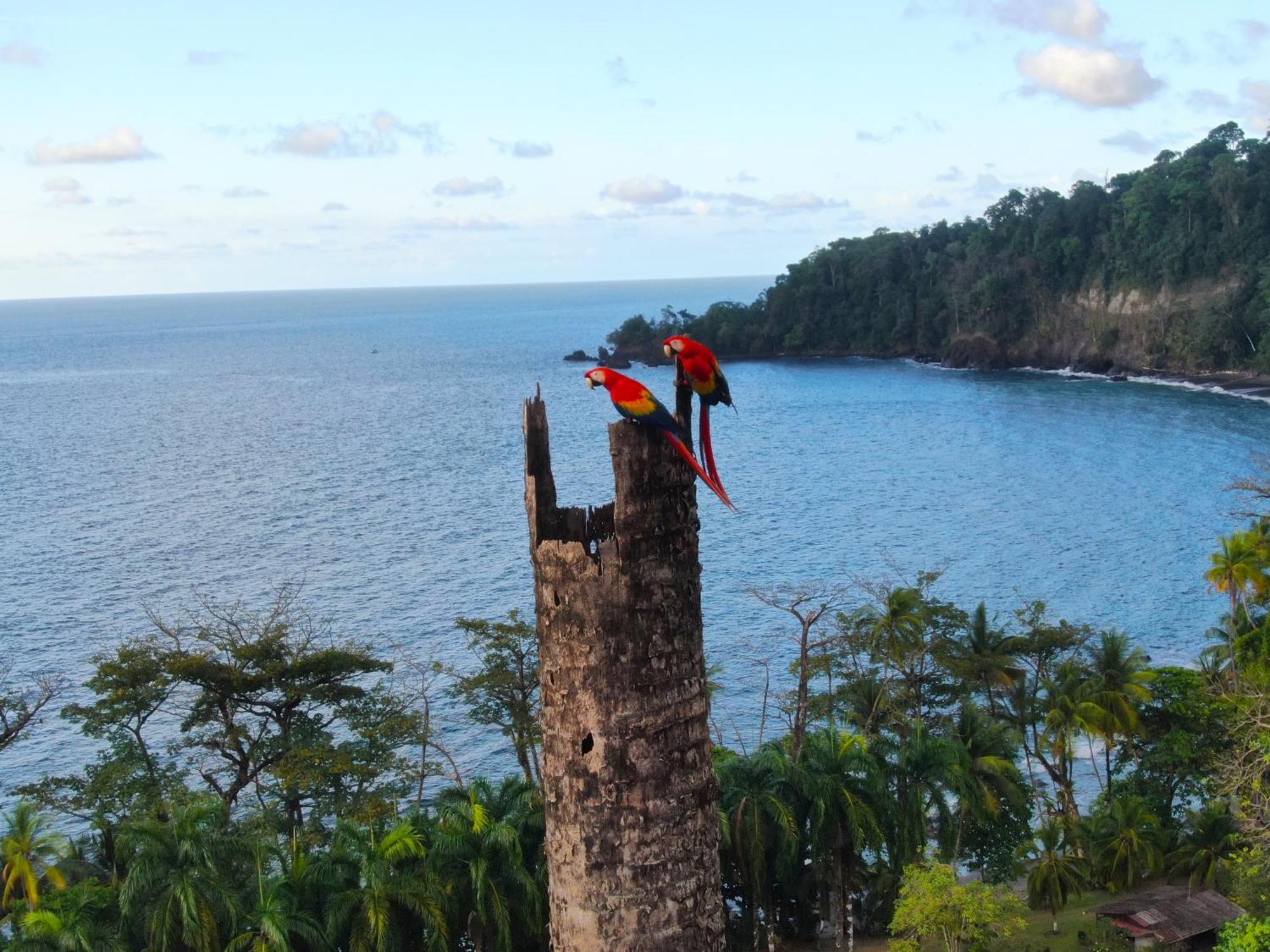 Corcovado Wilderness Lodge By Scp San Pedrillo Kültér fotó